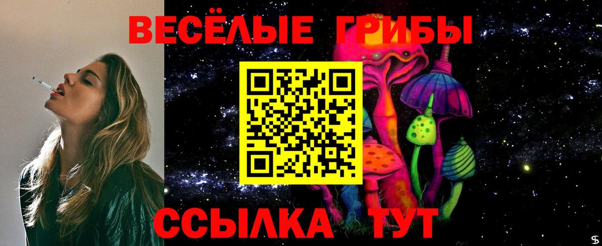 Галлюциногенные грибы Psilocybe  Избербаш 